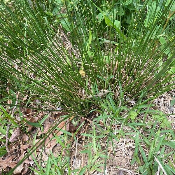 Juncus diffusissimus Leaf