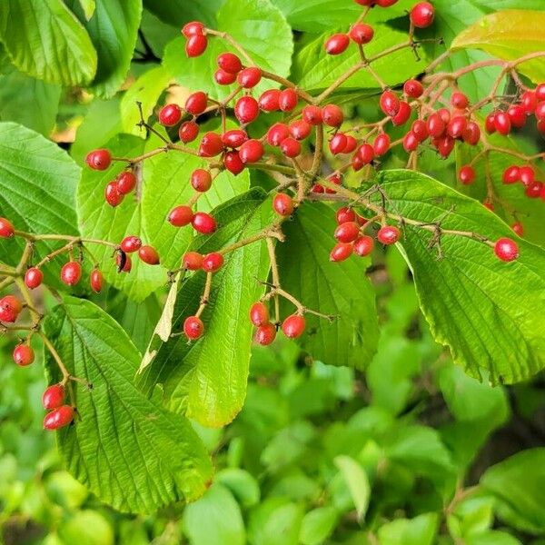 Viburnum dilatatum Fruitua