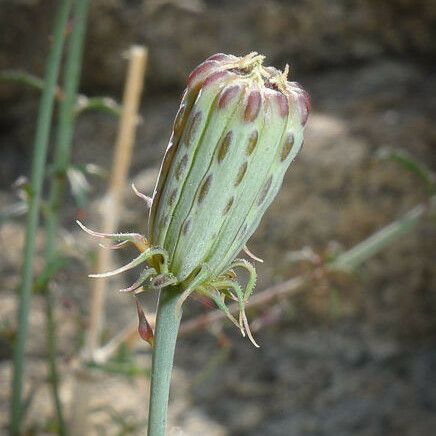 Adenophyllum porophylloides Õis