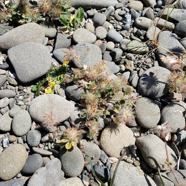 Trifolium saxatile Blüte