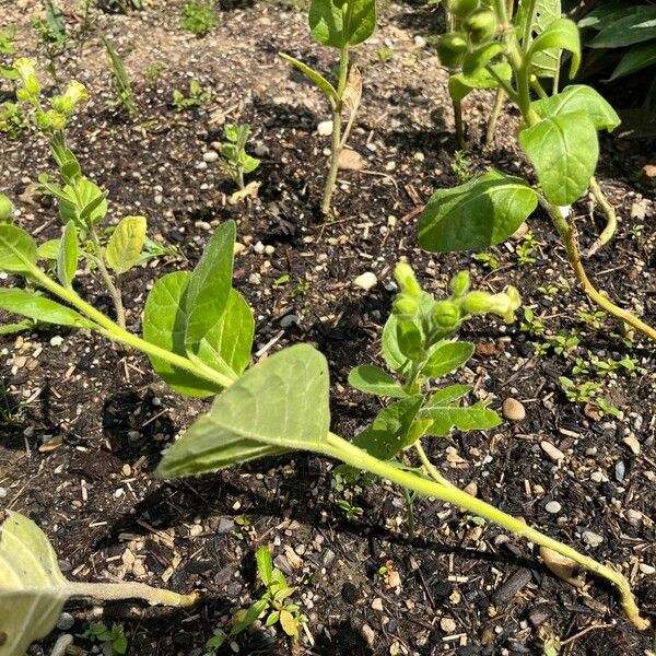 Nicotiana rustica Blatt