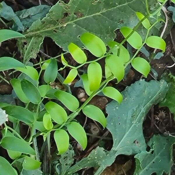 Asparagus asparagoides Ліст