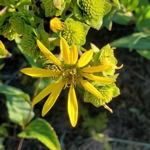 Silphium asteriscus Flower