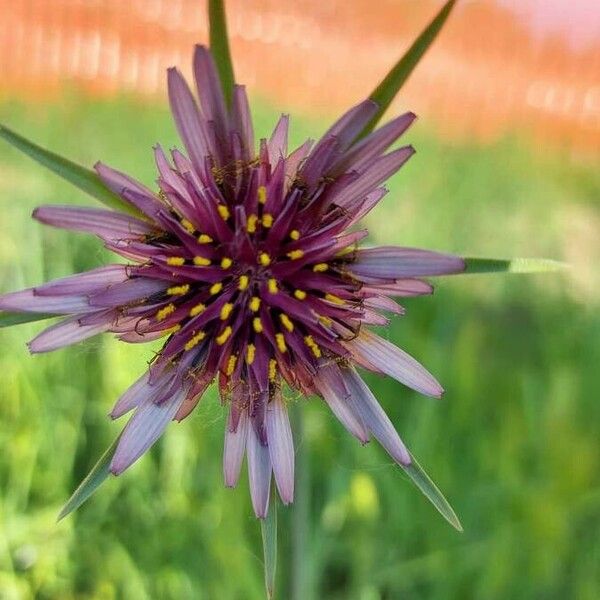 Tragopogon porrifolius Flower