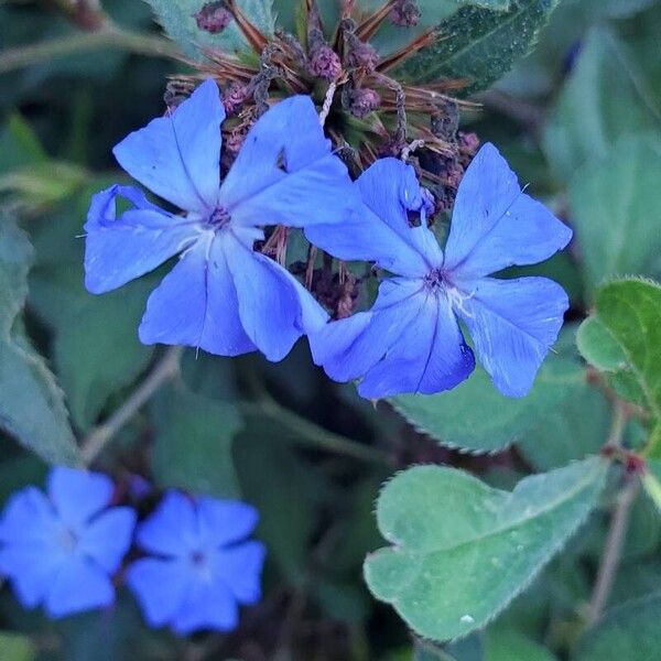 Ceratostigma willmottianum Blomma