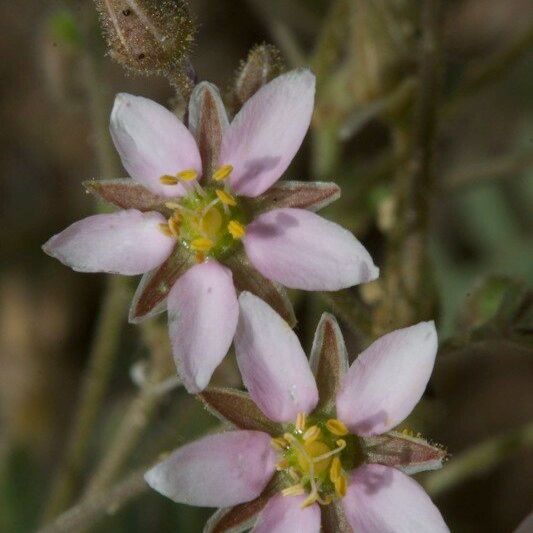 Rhodalsine geniculata Квітка