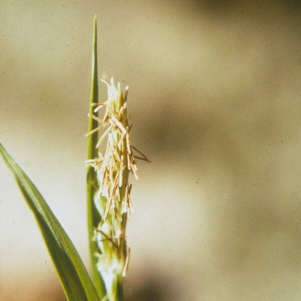 Carex laxiflora Λουλούδι