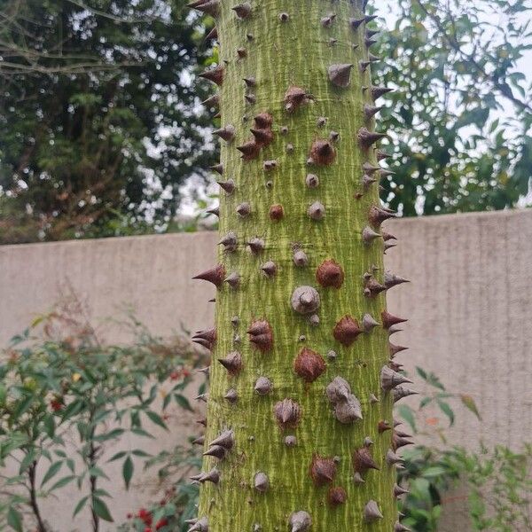 Ceiba pentandra ᱪᱷᱟᱹᱞᱤ