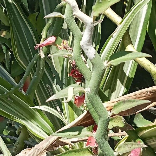 Euphorbia tithymaloides Flower