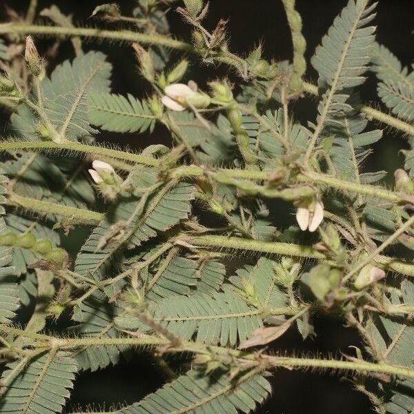 Aeschynomene americana Fruit