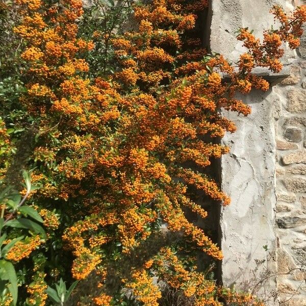 Pyracantha crenulata 叶