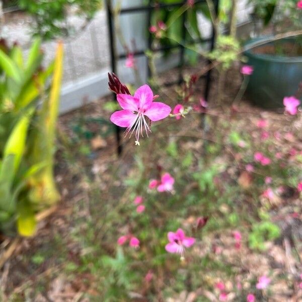 Gaura lindheimeri 花