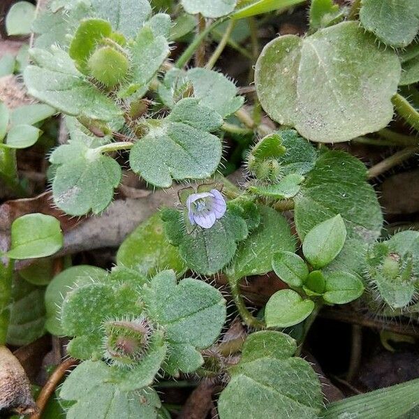 Veronica hederifolia Blüte