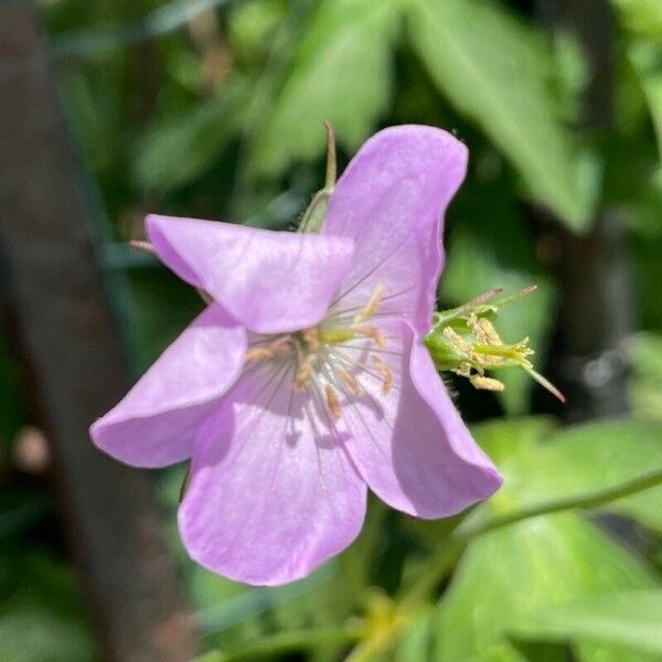 Geranium maculatum Flors