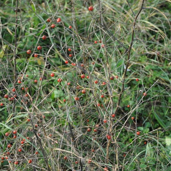 Asparagus officinalis Frukto