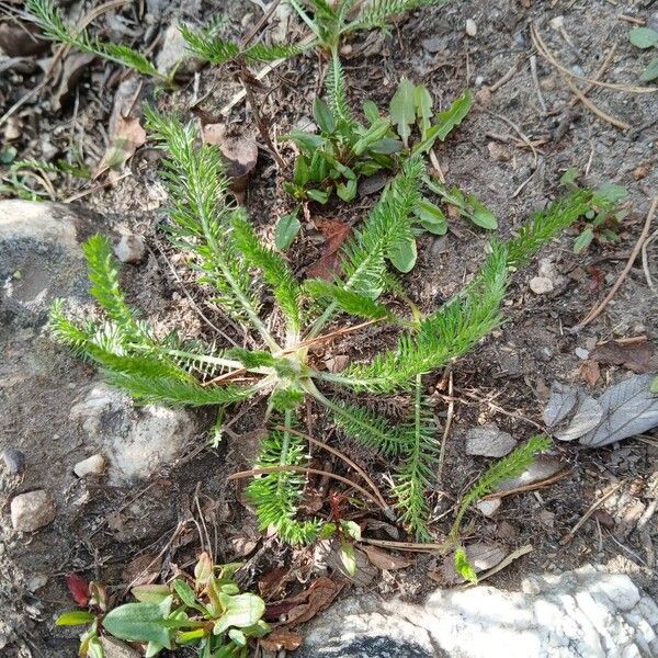 Achillea nobilis Yaprak