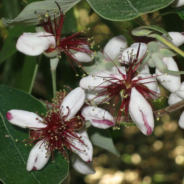 Acca sellowiana Flower