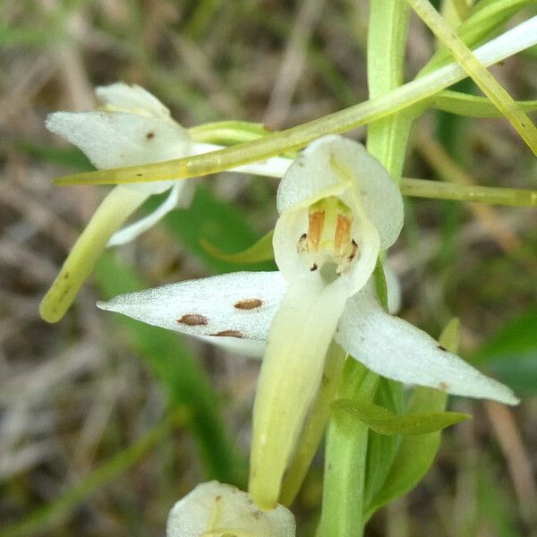 Platanthera bifolia Fiore