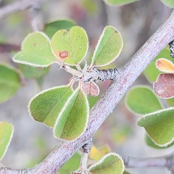 Cotoneaster nummularius Blad