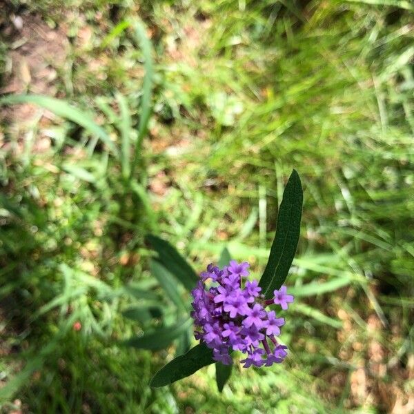 Verbena rigida Flor