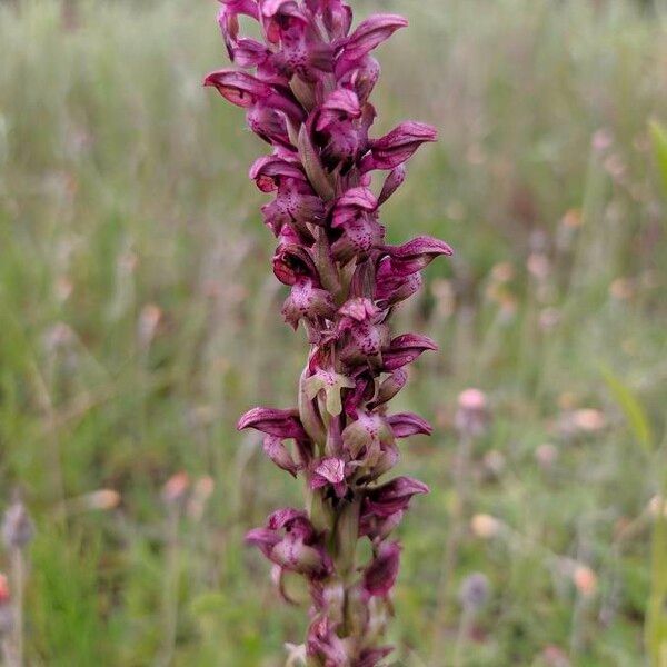 Anacamptis coriophora Õis