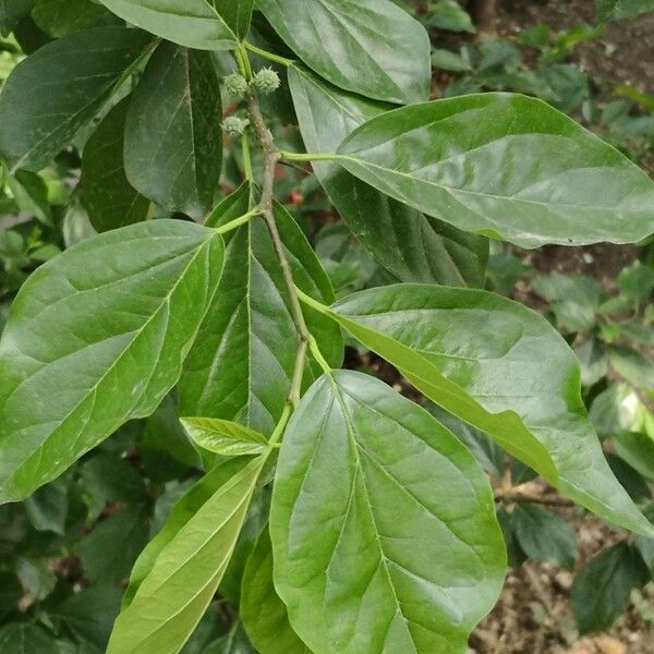 Maclura tricuspidata Fuelha