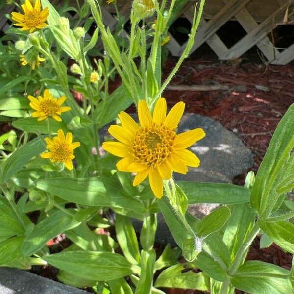 Arnica chamissonis Çiçek