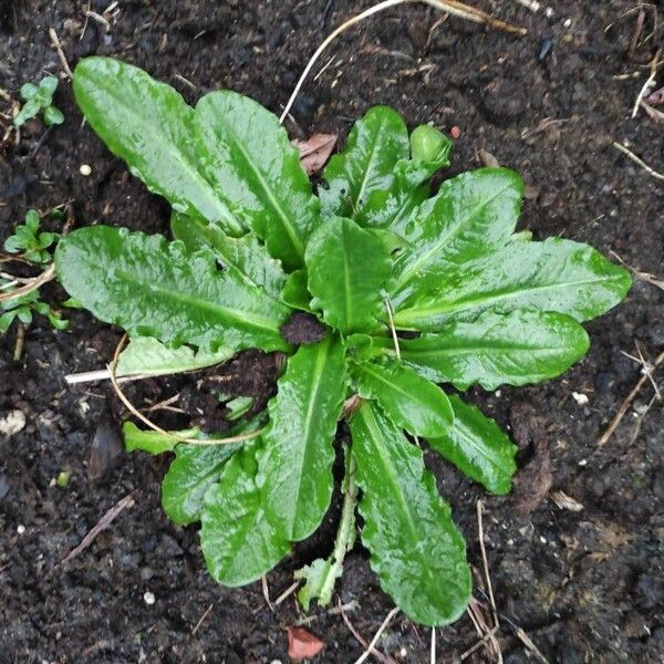 Hypochaeris glabra Leaf