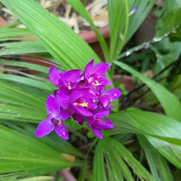 Spathoglottis plicata Цветок