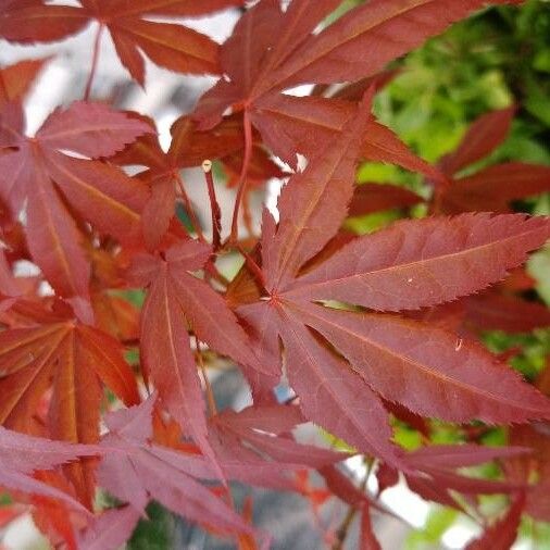 Acer palmatum Folio