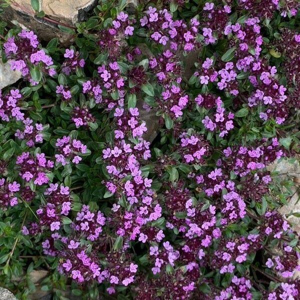 Thymus serpyllum Habitus