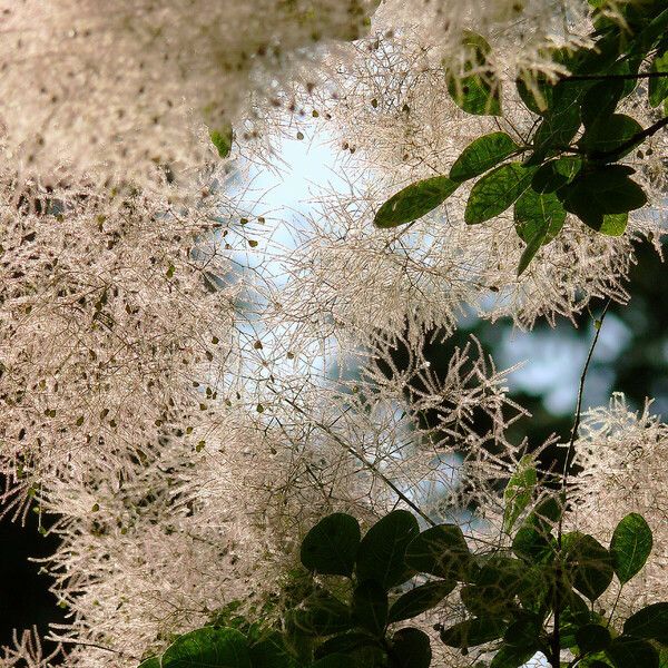 Cotinus coggygria ফুল