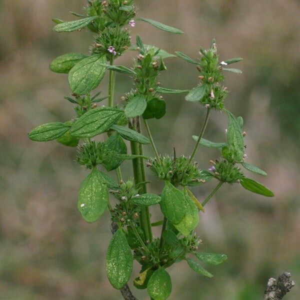 Chaiturus marrubiastrum Annet