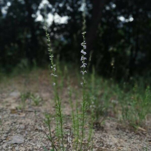 Anarrhinum bellidifolium Flor