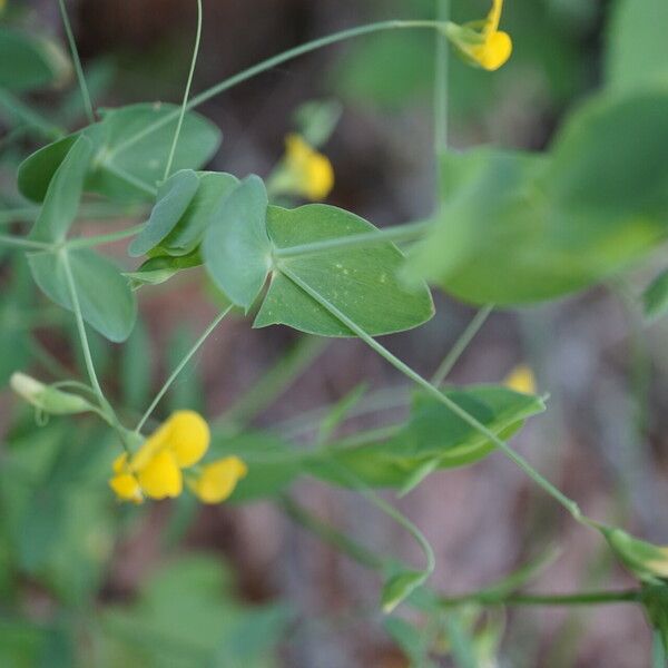 Lathyrus aphaca 葉