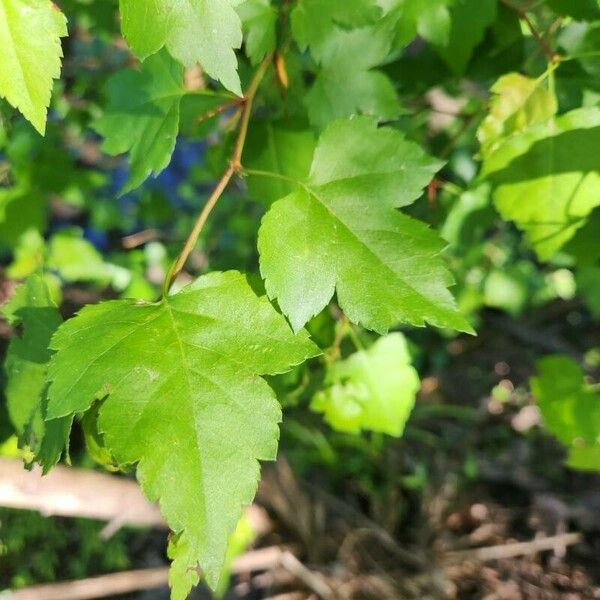 Crataegus phaenopyrum Fuelha