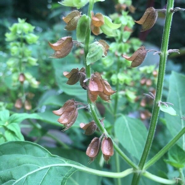 Ocimum campechianum ഫലം