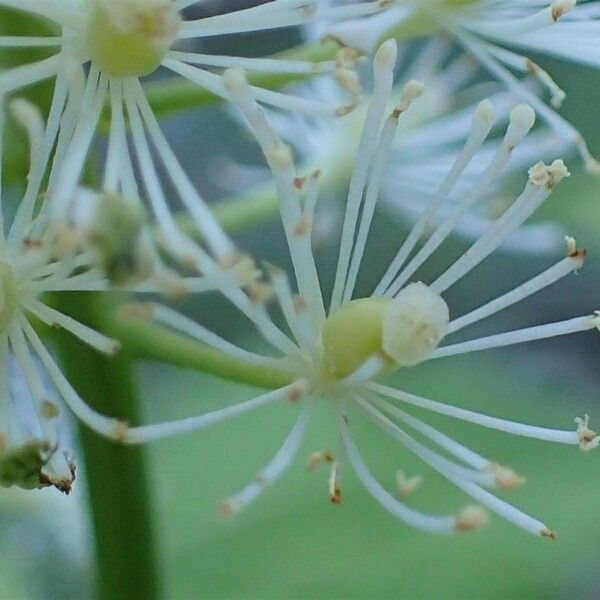 Actaea spicata Flower