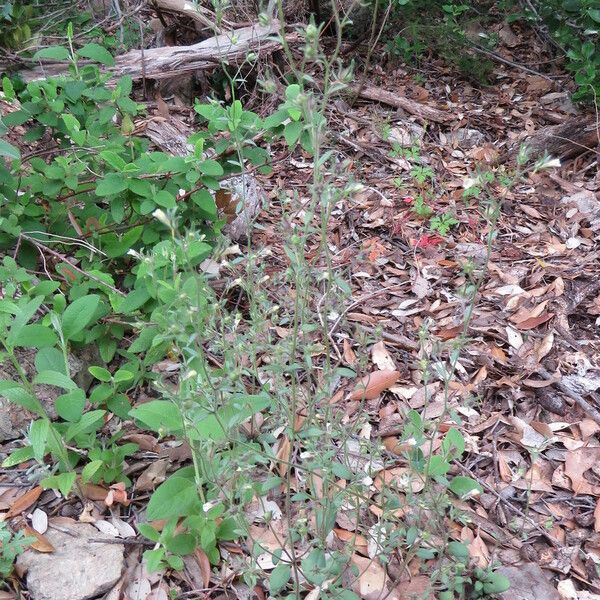 Chaenorhinum rubrifolium Συνήθη χαρακτηριστικά