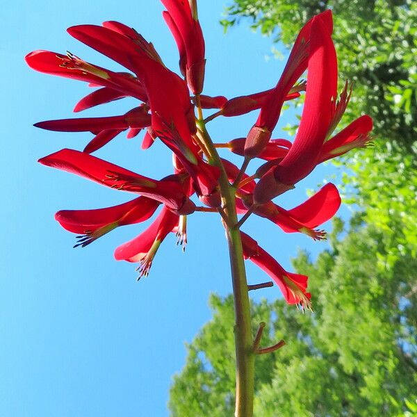 Erythrina variegata Blüte