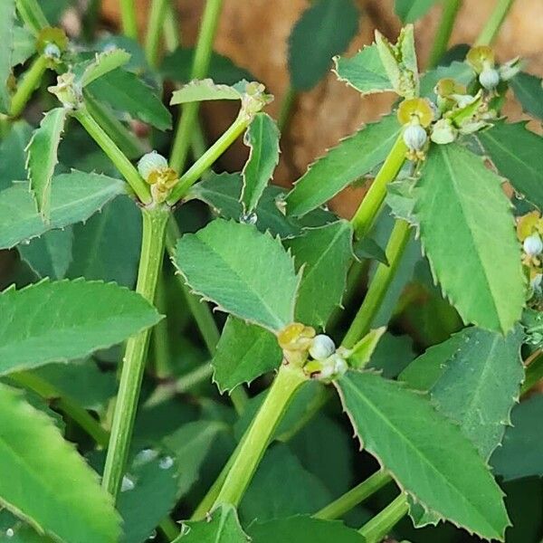 Euphorbia crotonoides Leht