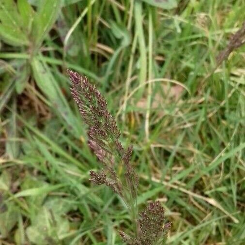 Agrostis stolonifera Bloem