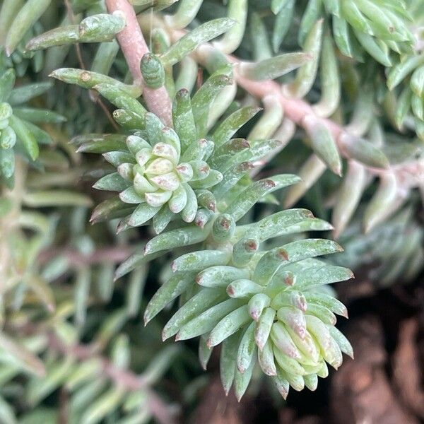 Petrosedum rupestre Hoja