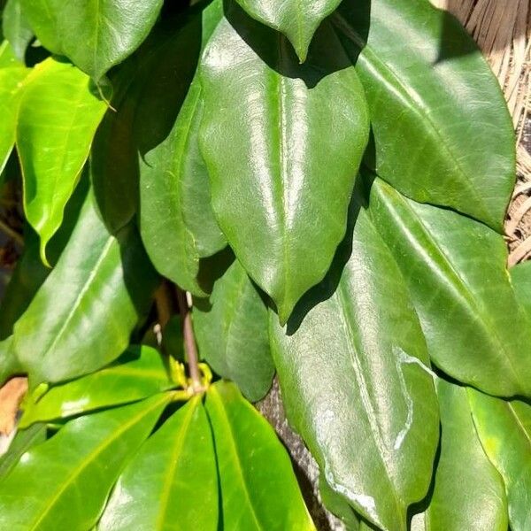 Allamanda blanchetii 叶