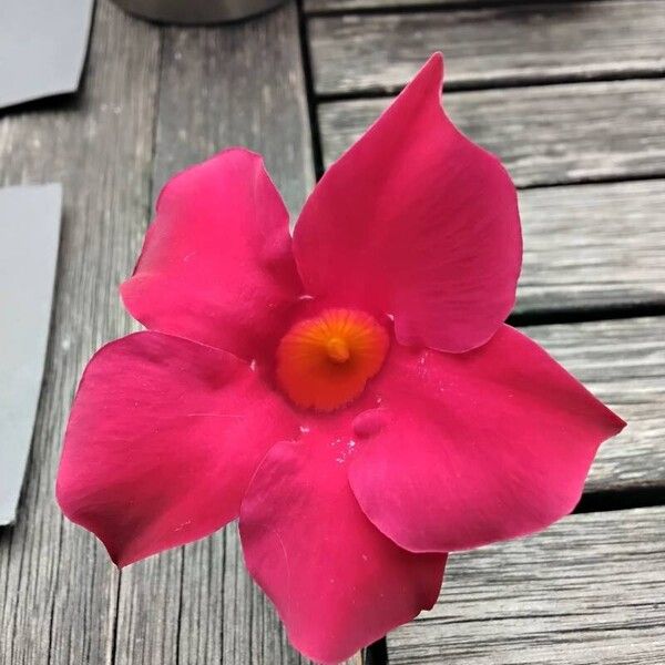 Mandevilla sanderi 花