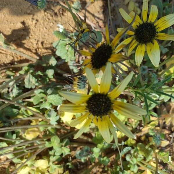 Helianthus debilis 花