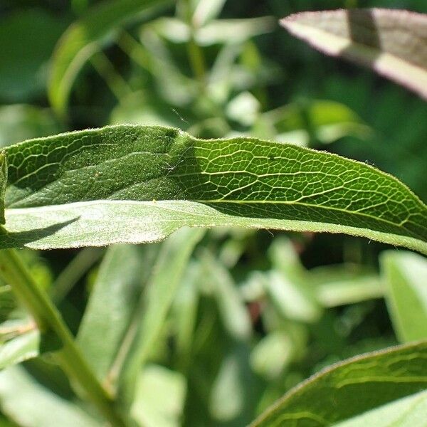 Pentanema salicinum Leaf