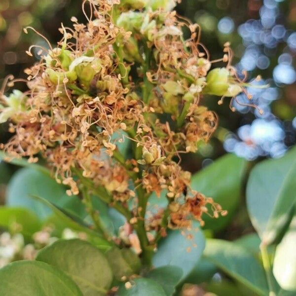 Schotia latifolia Fruit