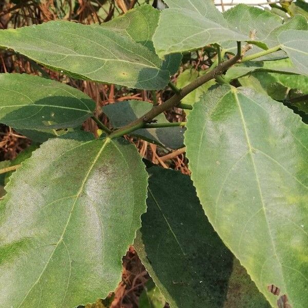 Ficus exasperata Folha