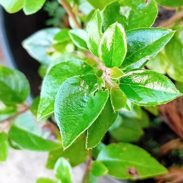 Cotoneaster simonsii Folha